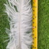 Plume blanche