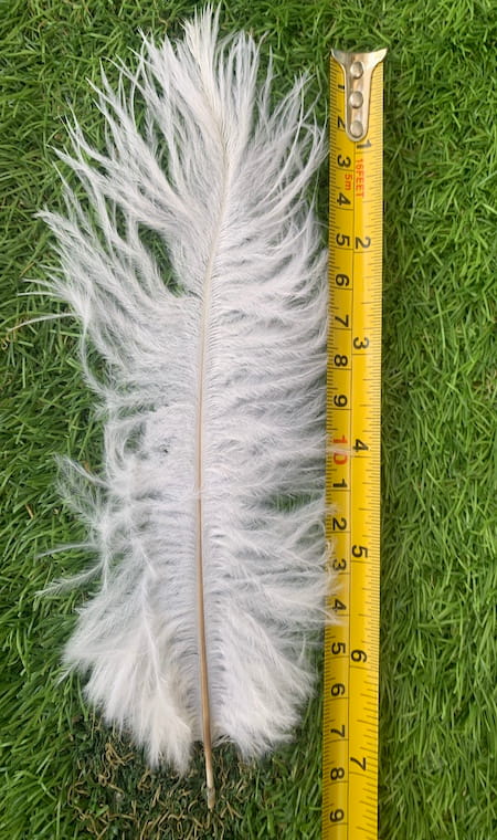 Plume blanche