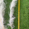 Plume blanche