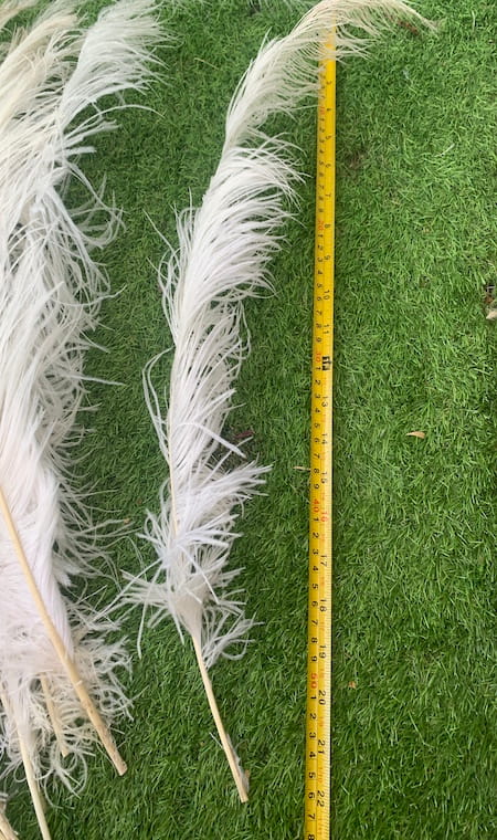 Plume blanche
